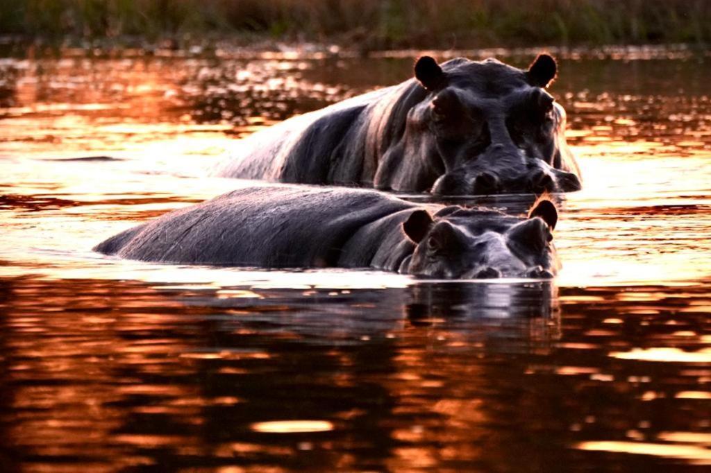 Ndlovu Log Home Dinokeng Klipdrift Luaran gambar