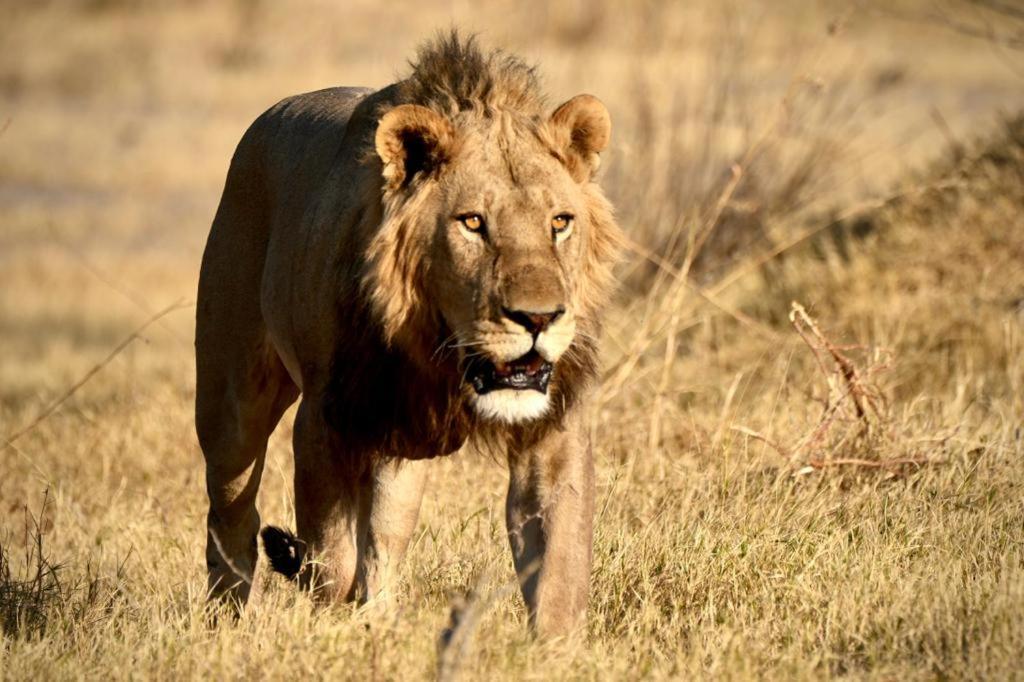 Ndlovu Log Home Dinokeng Klipdrift Luaran gambar