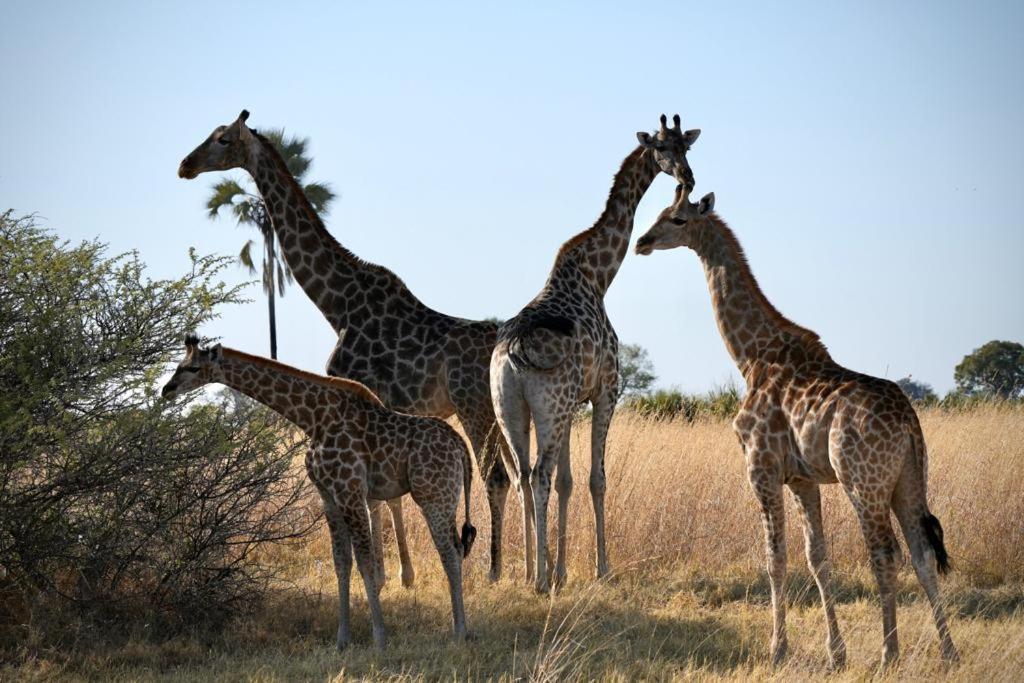 Ndlovu Log Home Dinokeng Klipdrift Luaran gambar