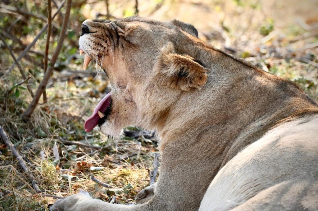 Ndlovu Log Home Dinokeng Klipdrift Luaran gambar