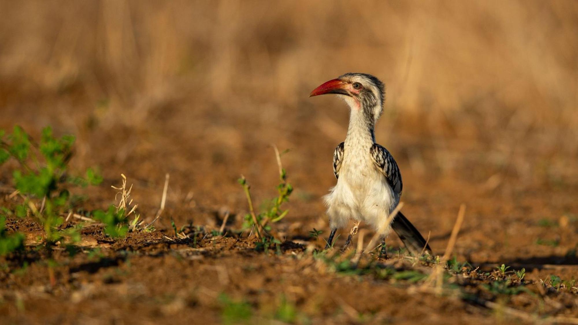 Ndlovu Log Home Dinokeng Klipdrift Luaran gambar