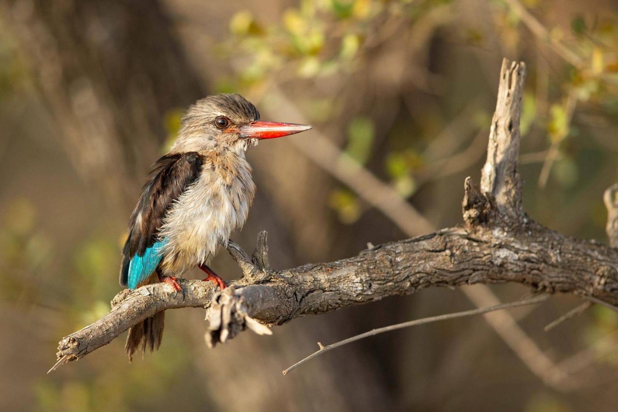 Ndlovu Log Home Dinokeng Klipdrift Luaran gambar